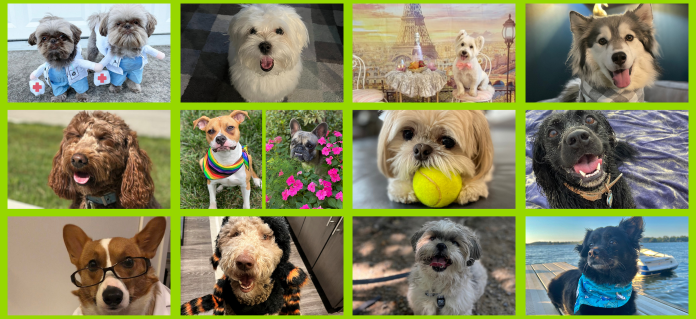 2025 Pet Calendar winners