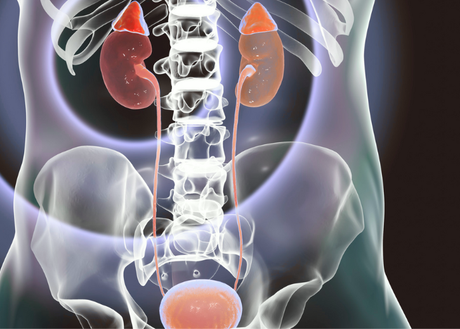 Medical illustration of male kidneys and bladder